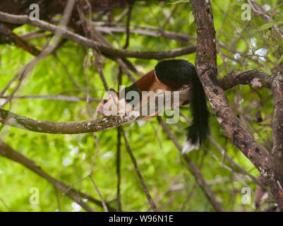 Malabar Riese Eichhörnchen auch als Die indische Riese Eichhörnchen, Ratufa Indica, in semi-immergrünen Wald, Western Ghats, Kerala, Indien Stockfoto