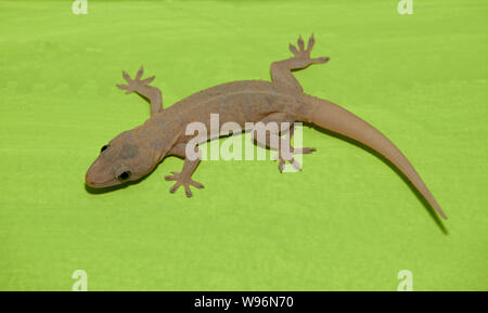 4-Krallen gecko, Gehyra mutilata, auch als gemeinsame 4-Krallen gecko, stumpf-toed Gecko, Ausschreibung - enthäutete house Gecko oder Zucker gecko, Western Ghats, Indien Stockfoto