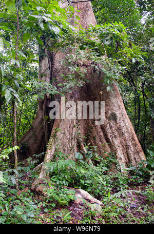 Stützpfeiler Wurzeln entstehen, die von einem Baum im tropischen, feuchten immergrünen Regenwald, Western Ghats, Kerala, Südindien Stockfoto