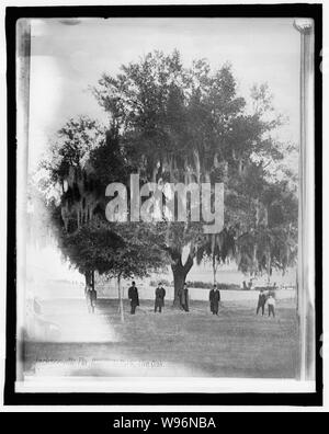 Amerikanische Forstwirtschaft Ass'n, Live Oak, Jacksonville, Fla. Stockfoto