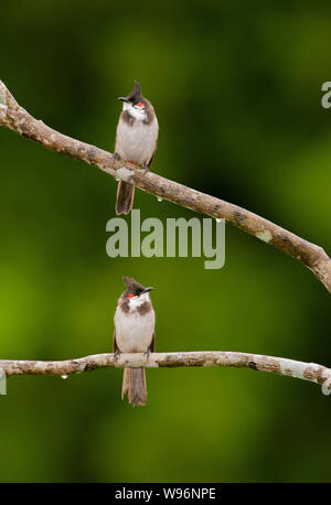 Zwei Rot-whiskered Bulbul, Pycnonotus jocosus, auch bekannt als Crested bulbul, auf Zweig thront, Thattekad Vogelschutzgebiet, Kerala, Western Ghats, Indien Stockfoto