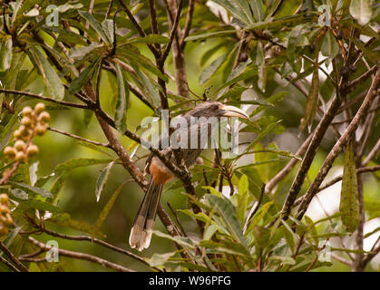 Nach Malabar Grau Hornbill, Ocyceros griseus, auf Zweig thront, endemisch auf der Western Ghats, Dr. Salim Ali Bird Sanctuary, Kerala, Indien Stockfoto