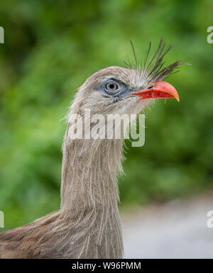 Crested seriema in captvity (Cariama cristata) Stockfoto