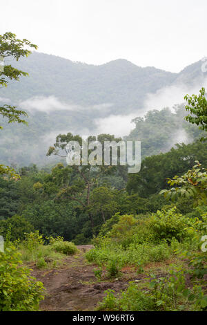 Montane immergrünen Regenwald und Tiefland feuchte Laubwälder in Nebel während der Monsunzeit, Ernakulam district, Western Ghats, Kerala, Indien Stockfoto