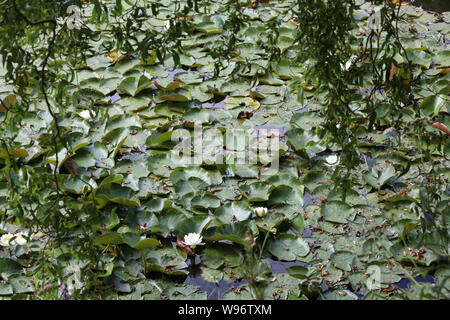 Nénuphars. Les Etangs De Corot. Ville d'Avray. /Seerosen. Teich von Corot. Ville d'Avray. Stockfoto