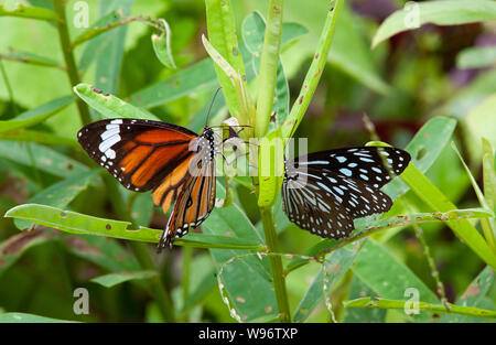 Blue Tiger Butterfly, Tirumala limniace, und Gemeinsame oder gestreifte Tiger Butterfly, Danaus genutia, Western Ghats, Indien Stockfoto