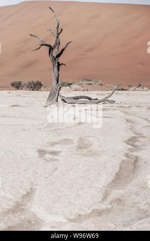 Tote Bäume gegen gegen den roten Hintergrund der turmhohen Sanddünen Namibias Deadvlei Stockfoto