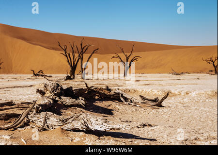 Tote Bäume gegen gegen den roten Hintergrund der turmhohen Sanddünen Namibias Deadvlei Stockfoto