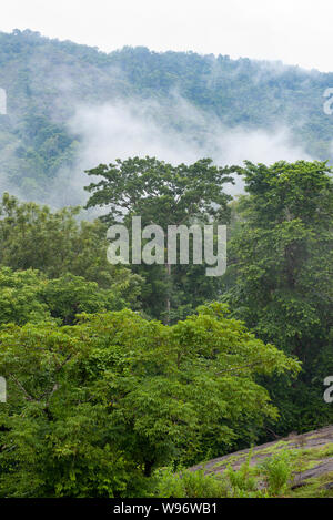 Montane immergrünen Regenwald und Tiefland feuchte Laubwälder in Nebel während der Monsunzeit, Ernakulam district, Western Ghats, Kerala, Indien Stockfoto