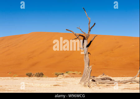 Tote Bäume gegen gegen den roten Hintergrund der turmhohen Sanddünen Namibias Deadvlei Stockfoto