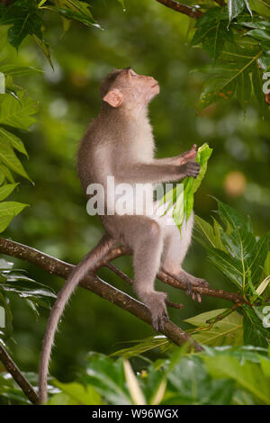 Motorhaube Makaken, Macaca radiata, endemisch in Südindien in semi-immergrünen Regenwald Fütterung auf Blatt, Western Ghats, Kerala, Indien Stockfoto