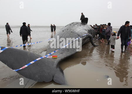 Lokale Leute schauen auf der Pottwal am Strand von Sydney Stadt gestrandet, East China Jiangsu Provinz, 17. März 2012. Vier Pottwale waren fou Stockfoto