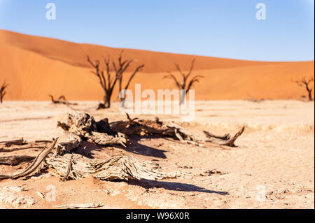 Tote Bäume gegen gegen den roten Hintergrund der turmhohen Sanddünen Namibias Deadvlei Stockfoto