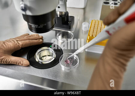 In-vitro-Befruchtung im Labor Stockfoto