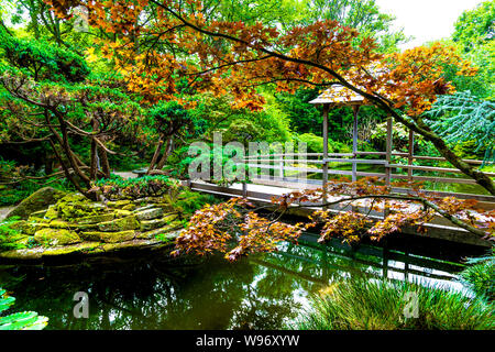 Der japanische Garten Teich und Brücke in St. Mawgan, Cornwall, Großbritannien Stockfoto