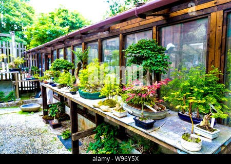 Der japanische Garten Bonsai Shop in St Mawgan, Cornwall, Großbritannien Stockfoto