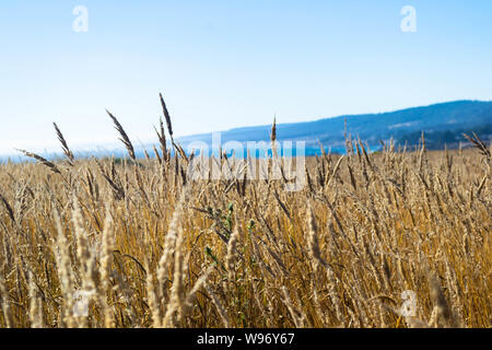 Ein gelbes Feld der Gräser gibt Weg für sanfte Hügel und die Küste in Nordkalifornien Stockfoto