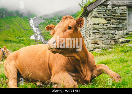 Lustige braune Kuh auf grünem Gras in einem Feld in der Natur in Skandinavien. Vieh inmitten dichter Nebel und Berge mit einem Wasserfall in der Nähe einer alten Hütte aus Stein in Stockfoto