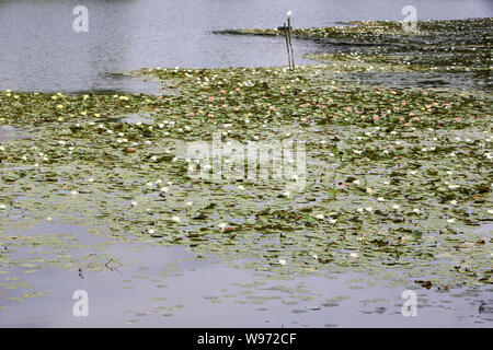 Nénuphars. Les Etangs De Corot. Ville d'Avray. /Seerosen. Teich von Corot. Ville d'Avray. Stockfoto