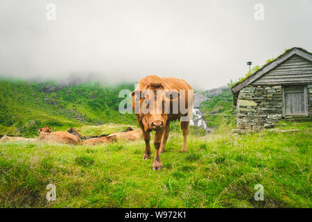 Lustige braune Kuh auf grünem Gras in einem Feld in der Natur in Skandinavien. Vieh inmitten dichter Nebel und Berge mit einem Wasserfall in der Nähe einer alten Hütte aus Stein in Stockfoto