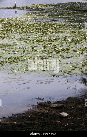 Nénuphars. Les Etangs De Corot. Ville d'Avray. /Seerosen. Teich von Corot. Ville d'Avray. Stockfoto