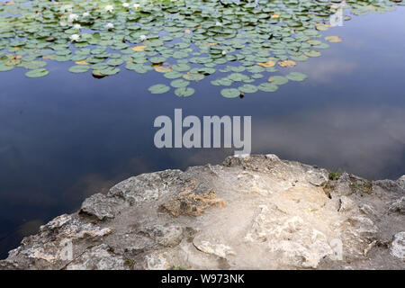 Nénuphars. Les Etangs De Corot. Ville d'Avray. /Seerosen. Teich von Corot. Ville d'Avray. Stockfoto