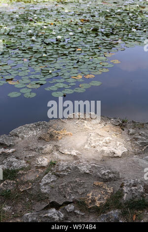 Nénuphars. Les Etangs De Corot. Ville d'Avray. /Seerosen. Teich von Corot. Ville d'Avray. Stockfoto