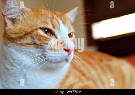 Nahaufnahme des Red cat, ernsten Blick. Stockfoto