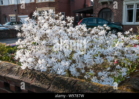 Magnolia stellata oder Star magnolia eine kompakte buschige Strauch mit weißen Blüten im Frühjahr, das Laub ist und vollkommen winterhart Stockfoto