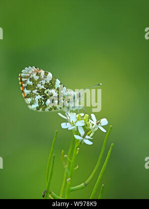 Unterseite der Flügel von Orange tip Schmetterling (Anthocharis cardamines) - pieridae Familie - auf haarige Rock Kresse (Arabis hirsuta) Cumbria, England, UK gehockt Stockfoto