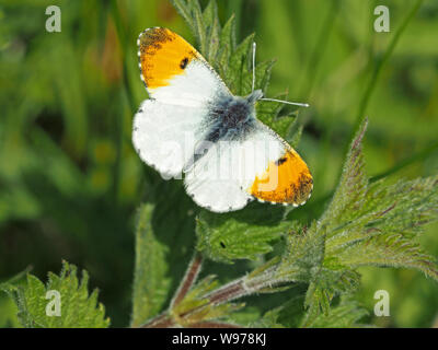 Obere Flügel von Orange tip Schmetterling (Anthocharis cardamines) in Pieridae Familie thront auf Blatt der Brennnessel (Urtica dioica) in Cumbria, England, Großbritannien Stockfoto