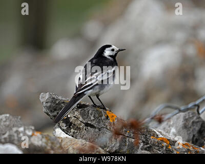 Portrait von Pied Bachstelze (Motacilla alba) auf trockenen Steinmauer in Cumbria, England, Großbritannien Stockfoto