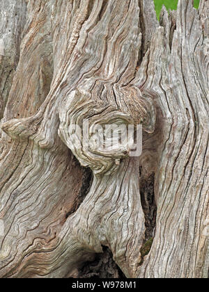Skulpturalen Charakter der knorrige wizened toten Baumstumpf mit freiliegenden gebrochene Körner, holzwurm und Knoten in Cumbria, England, Großbritannien Stockfoto