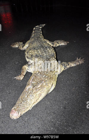 Der Körper eines Krokodils ist auf dem Boden nach einem Fluß in Pudong, Shanghai, China, 15. Januar 2012 gefischt werden. Ein totes Krokodil wurde Stockfoto