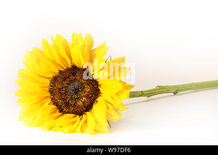 Single Sonnenblume auf weißem Hintergrund Stockfoto