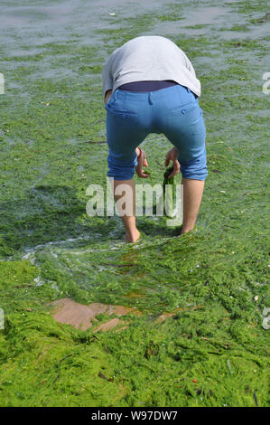 Ein Mann hilft aufräumen grüne Algen am Strand in Qingdao Stadt, East China Provinz Shandong, 5. Juni 2012. Die chinesische Marine Behörden arbeiten, um zu Stockfoto