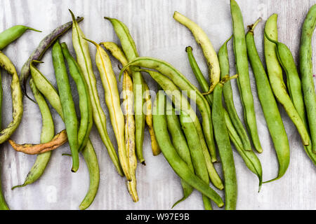 Saubohnen, heimische organische Breite oder stangenbohnen frisch gepflückte Stockfoto