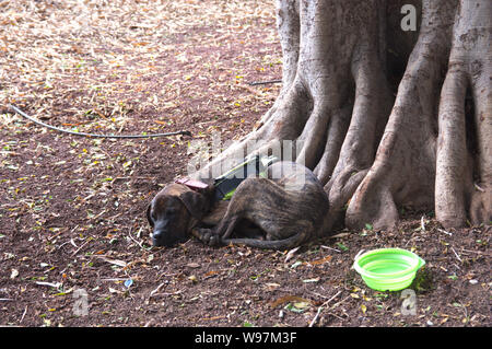 Eine dunkelhaarige Hund schlafen ist neben einem Baum und eine Schale mit Wasser in einem Stadtpark Stockfoto