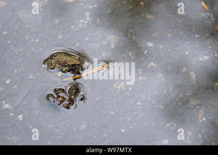 Kleine Jungen westlichen Kröte, in einem regen Pfütze, Migration über die Lost Lake Trail von Lost Lake auf die alpinen Waldes, Whistler, BC, Kanada Stockfoto