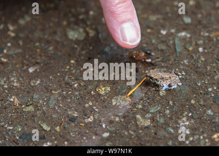 Finger zu einem kleinen Jungen westlichen Kröte zeigen, in einem regen Pfütze, Migration über den Lake Trail von der See bis zu den alpinen Waldes verloren verloren, Whistler BC Stockfoto