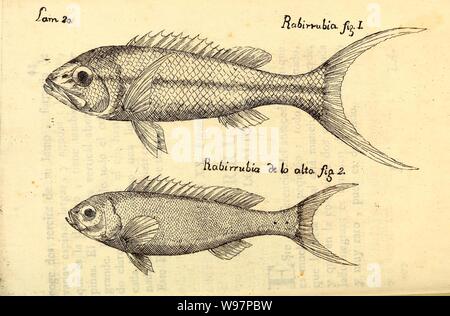 Descripcion de diferentes Piezas de Historia Natural las Mas del ramo Maritimo (Lam. XX) Stockfoto