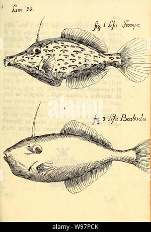 Descripcion de diferentes Piezas de Historia Natural las Mas del ramo Maritimo (Lam. XXII) Stockfoto