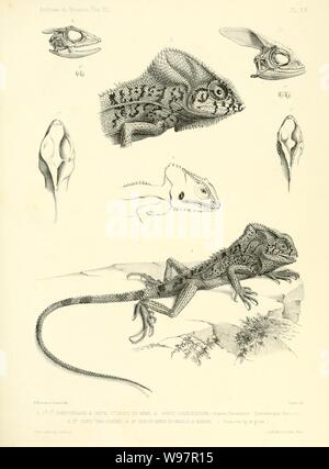 Beschreibung des Reptilien nouveaux ou imparfaitement connus de la collection du Muséum d'Histoire Naturelle et remarques sur la Classification et les caractères de Reptilien (Platte XX) Stockfoto