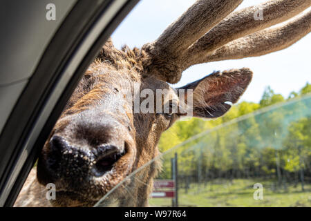 Neugierig Deer Kontrolle für Lebensmittel bei Omega Park Stockfoto