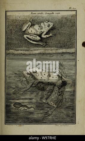 Beschreibung, vertus et usages de sept Cent dix-neuf Plantes (Platte 671) (11453289814). Stockfoto