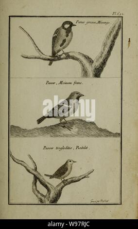 Beschreibung, vertus et usages de sept Cent dix-neuf Plantes (Platte 692) (11453337434). Stockfoto