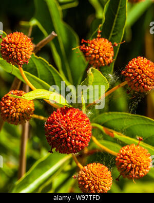 Ein Button Bush (Cephalanthus occidentalis) San Luis National Wildlife Refuge im Central Valley of California Stockfoto