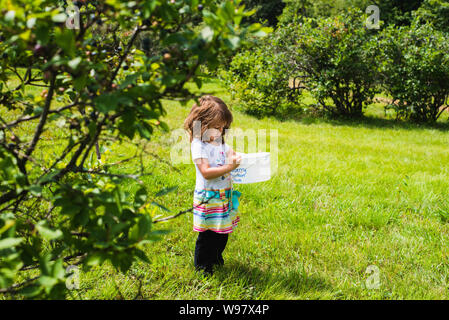 Ein 4-jähriges Mädchen hält einen Eimer Heidelbeeren selbst pflücken Heidelbeeren Farm in Pennsylvania, USA. Stockfoto