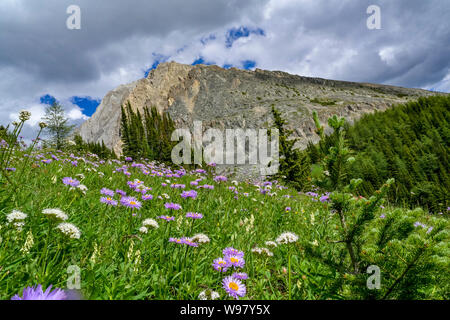 Wildblumen, Ptarmigan Cirque Trail, Highwood, Peter Lougheed Provincial Park, Kananaskis, Alberta, Kanada Stockfoto