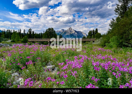 Fluss Schönheit Wildblumen, Kananaskis River, Kananaskis, Alberta, Kanada Stockfoto